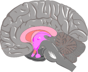 plasticite cerebrale cerveau limbique